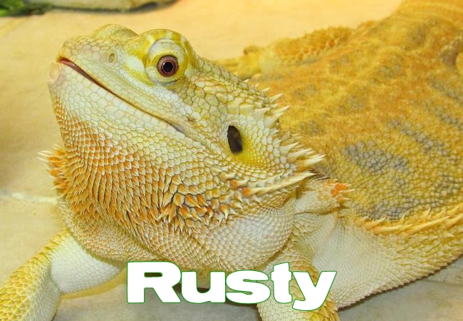Rusty - Dragon barbu - Pogona vitticeps