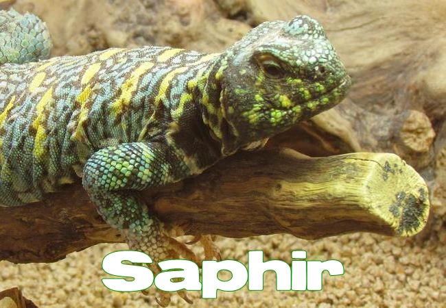 Saphir - Uromastyx ornata