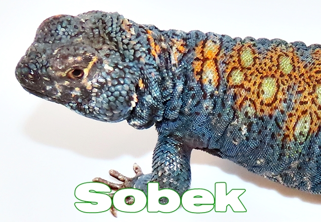 Sobek - Uromastyx philbyi