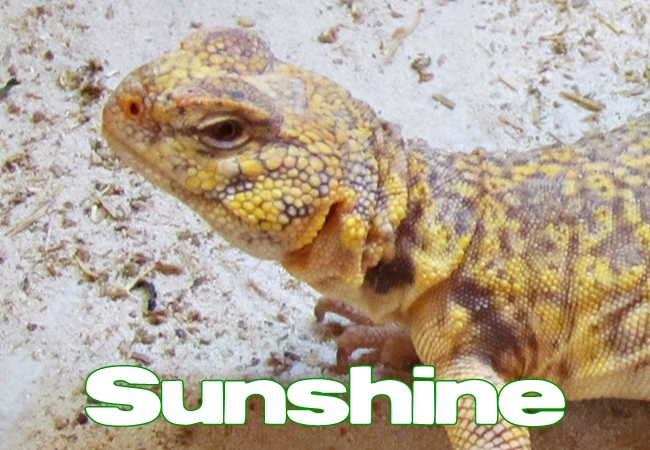 Sunshine - Uromastyx geyri