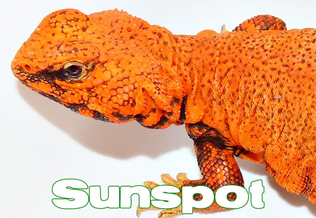 Sunspot - Uromastyx geyri