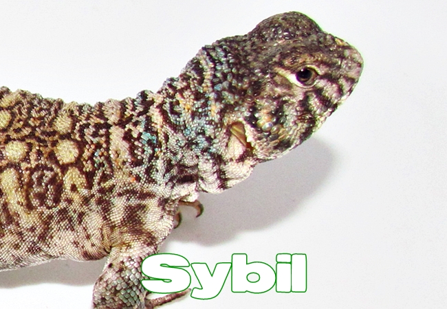 Sybil - Uromastyx philbyi