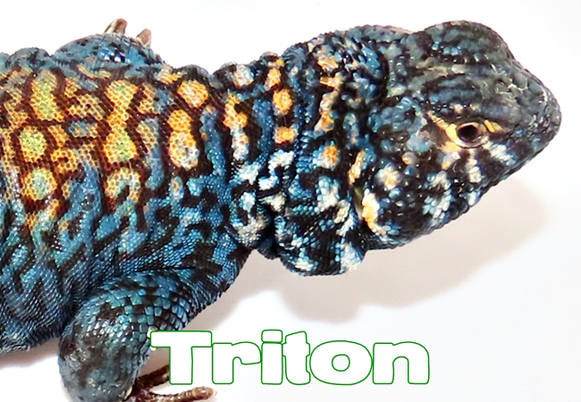 Triton - Uromastyx philbyi