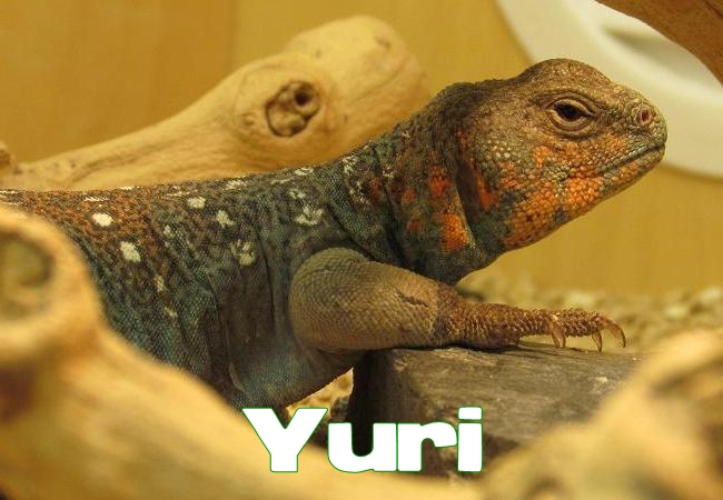 Yuri - Uromastyx ocellata