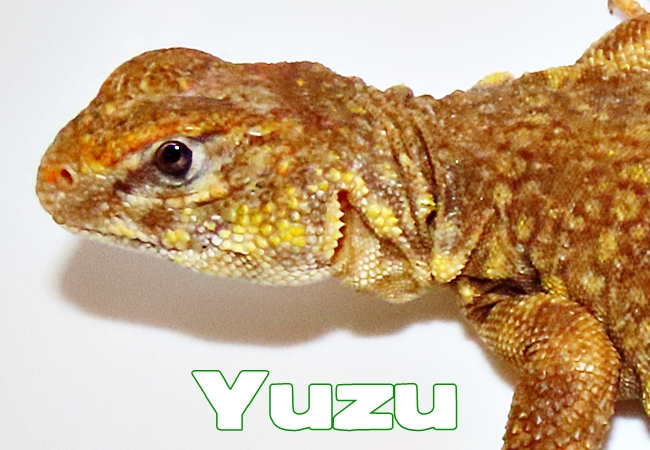 Yuzu - Uromastyx geyri