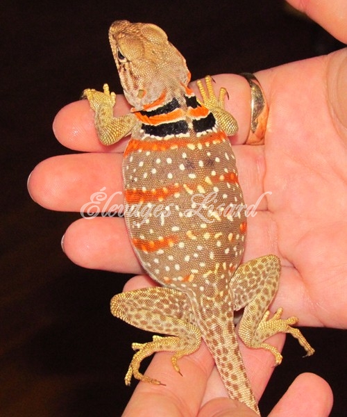 Tia - Lézard à collier du désert - Crotaphytus bicinctores