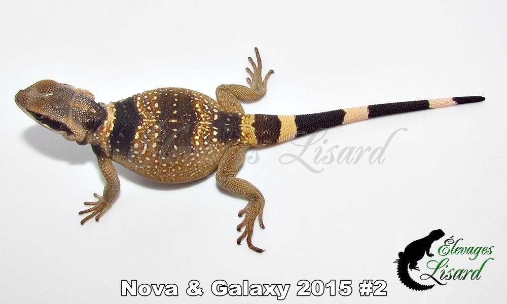 Élevages Lisard - Nova&Galaxy2015#2