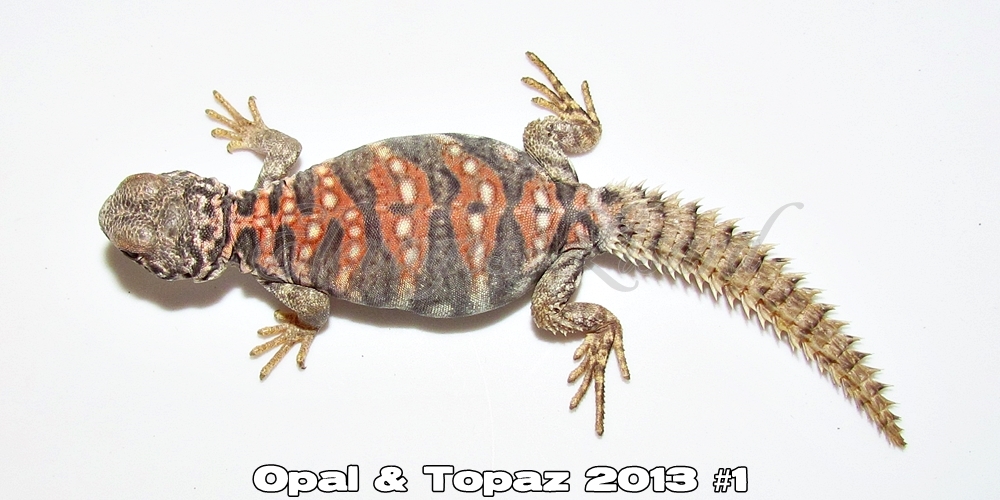 Élevages Lisard - Opal&Topaz2013#1