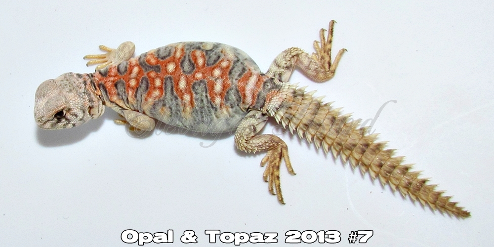Élevages Lisard - Opal&Topaz2013#7