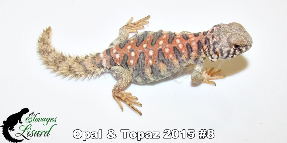 Élevages Lisard - Opal&Topaz2015#8