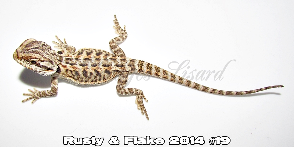 Élevages Lisard - Rusty&Flake2014#19