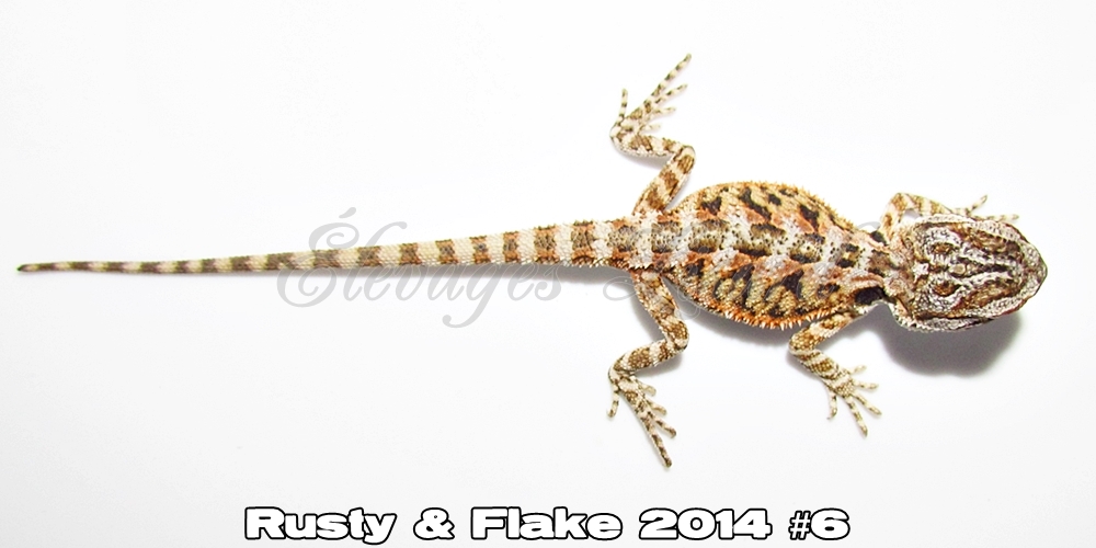 Élevages Lisard - Rusty&Flake2014#6