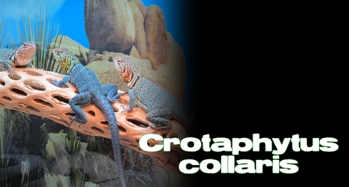 Élevages Lisard - Lézard à collier de l'Est / Eastern Collared Lizard / Crotaphytus collaris