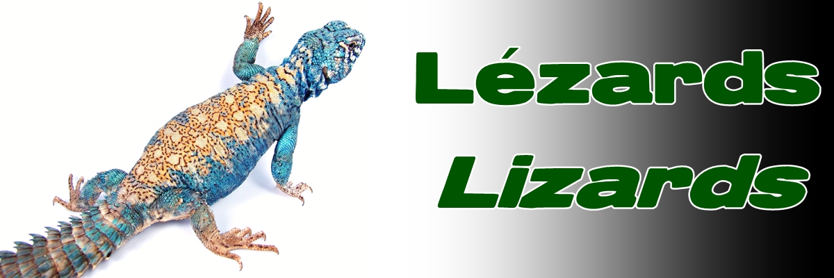 Élevages Lisard - Lézards / Lizards