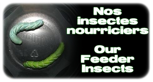 Élevages Lisard - Nos insectes