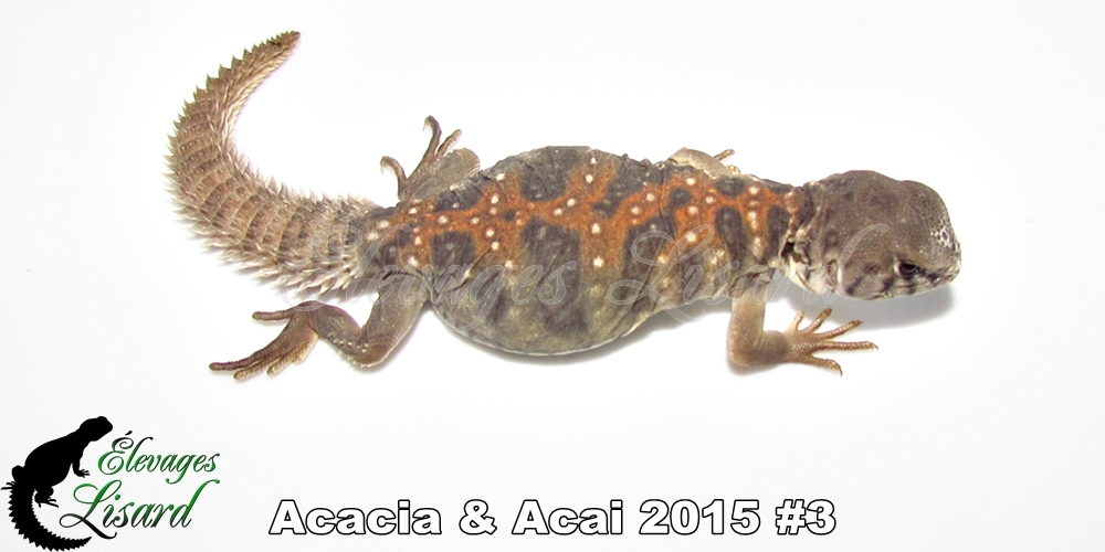 Élevages Lisard - Acacia&Acai2015#3