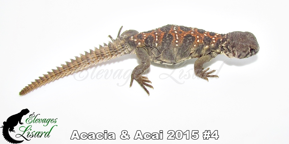 Élevages Lisard - Acacia&Acai2015#4