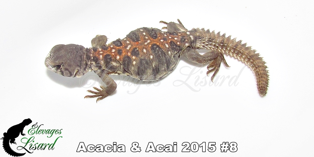 Élevages Lisard - Acacia&Acai2015#8