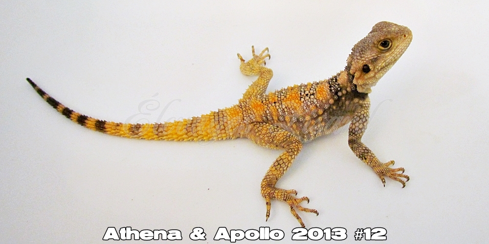Élevages Lisard - Athena&Apollo2013#12