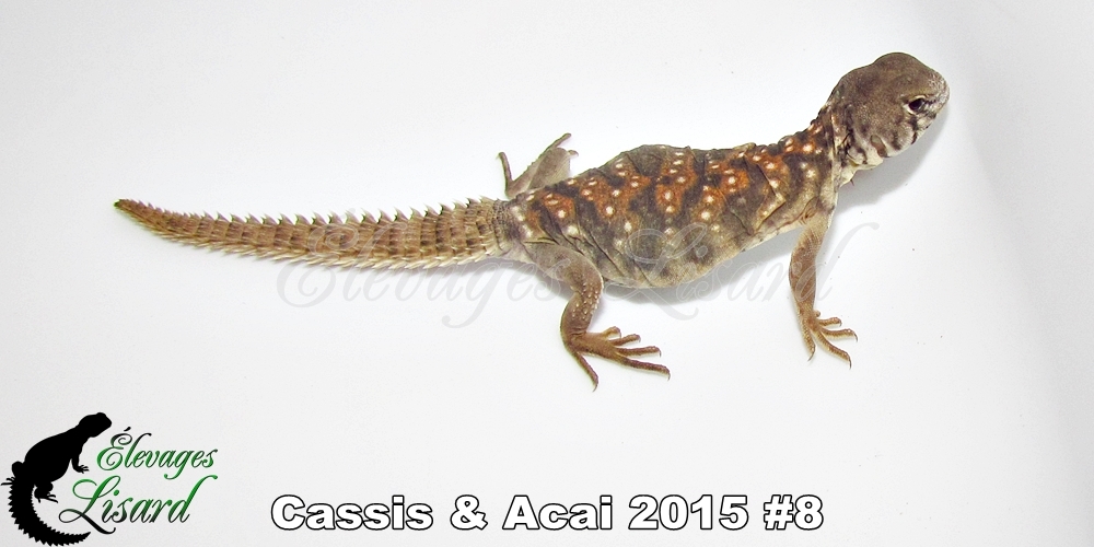 Élevages Lisard - Cassis&Acai2015#8