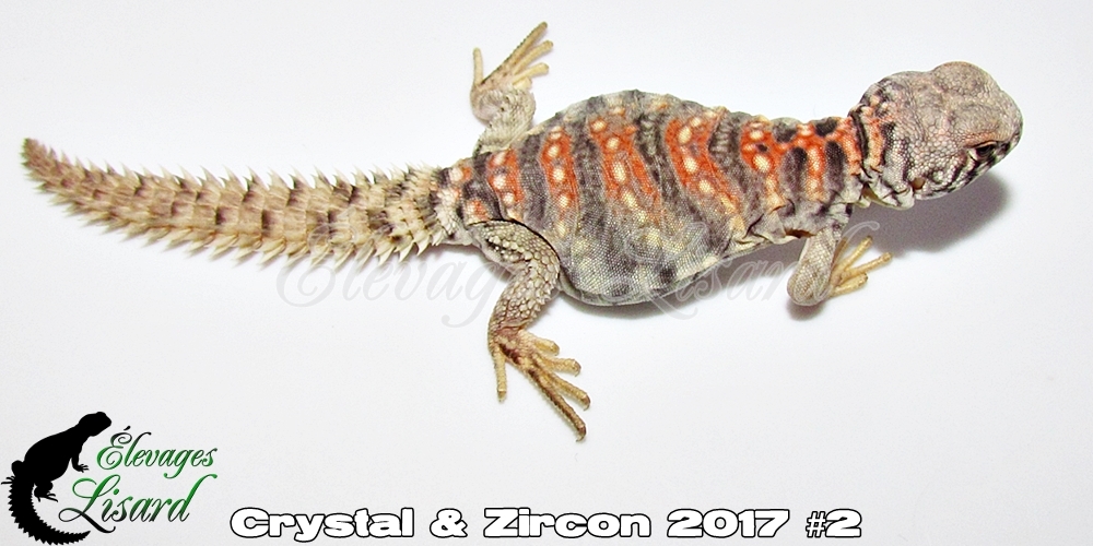 Élevages Lisard - Crystal&Zircon2017#2