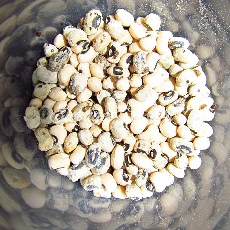 Élevages Lisard - Aperçu des bruches du haricot - Bean Weevils closeup