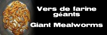 Élevages Lisard - Vers de farine géants - Giant Mealworms - Tenebrio molitor