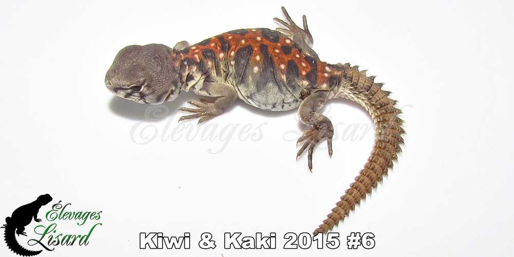 Élevages Lisard - Kiwi&Kaki2015#6