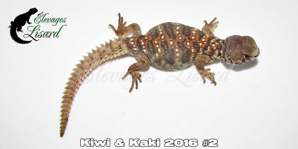 Élevages Lisard - Kiwi&Kaki2016#2