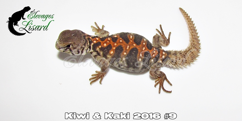 Élevages Lisard - Kiwi&Kaki2016#9