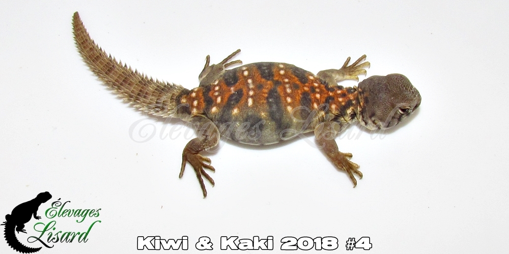 Élevages Lisard - Kiwi&Kaki2018#4