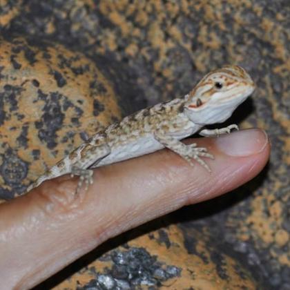 Candy_Bébé - Dragon barbu - Pogona vitticeps