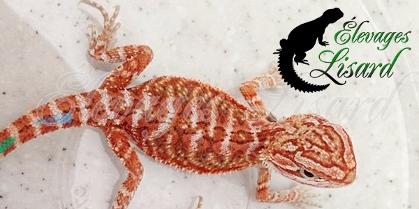 Cherry - Dragon barbu - Pogona vitticeps