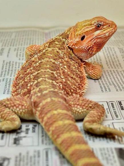 Mère de Cherry - Dragon barbu - Pogona vitticeps