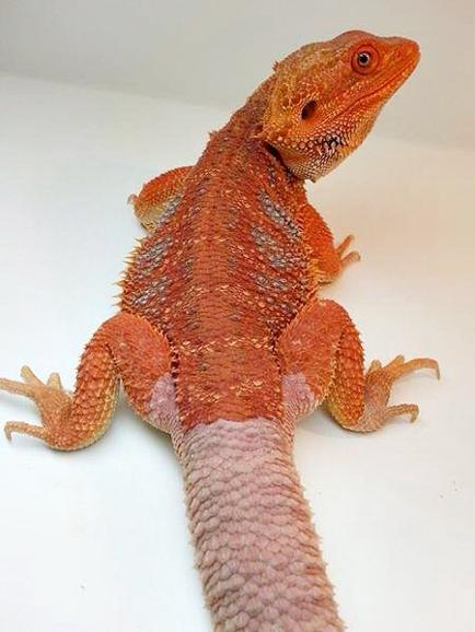 Père de Cherry - Dragon barbu - Pogona vitticeps