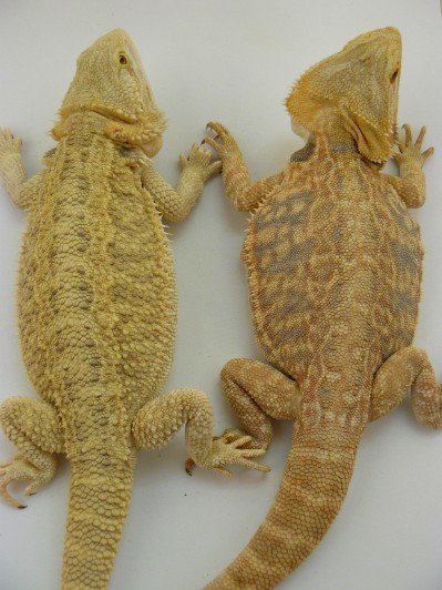 Parents de Rainbow - Dragon barbu - Pogona vitticeps