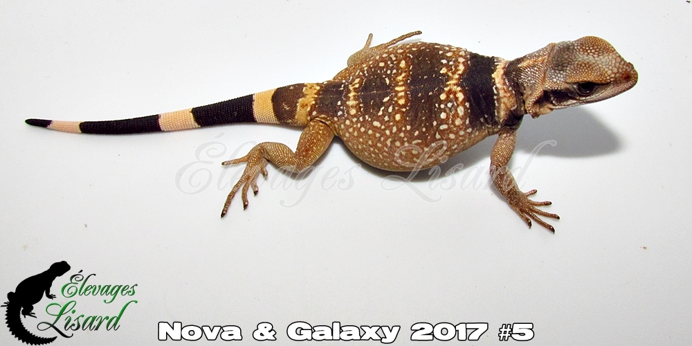 Élevages Lisard - Nova&Galaxy2017#5