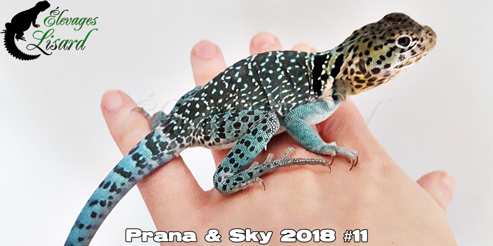 Élevages Lisard - Prana&Sky2018#11 Élevages Lisard - Prana&Sky2018#11