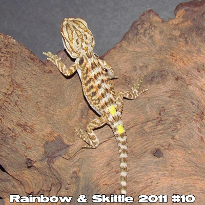 Élevages Lisard - Bébés de Rainbow et Skittle 2011