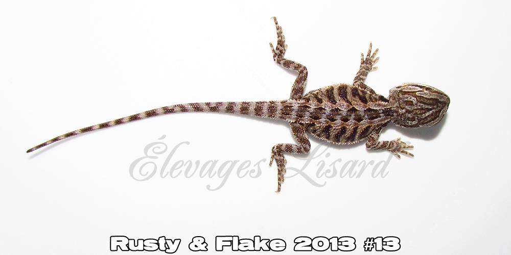Élevages Lisard - Rusty&Flake2013#13