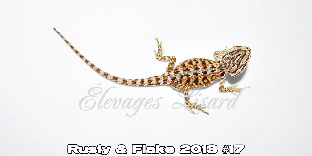 Élevages Lisard - Rusty&Flake2013#17