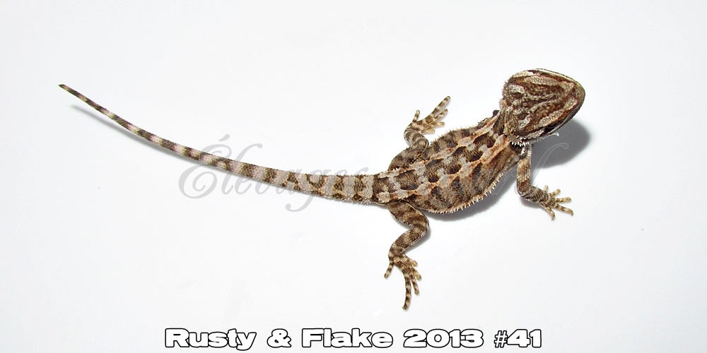 Élevages Lisard - Rusty&Flake2013#41