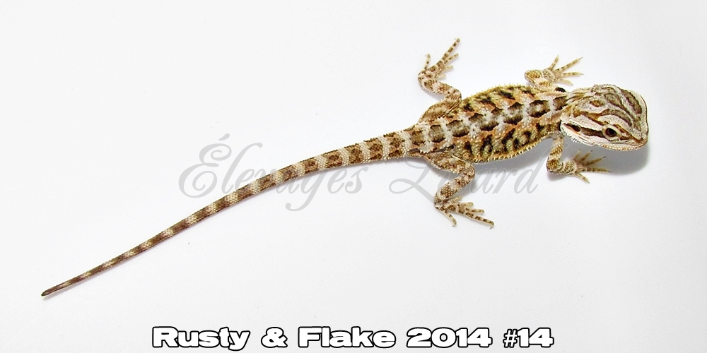 Élevages Lisard - Rusty&Flake2014#14